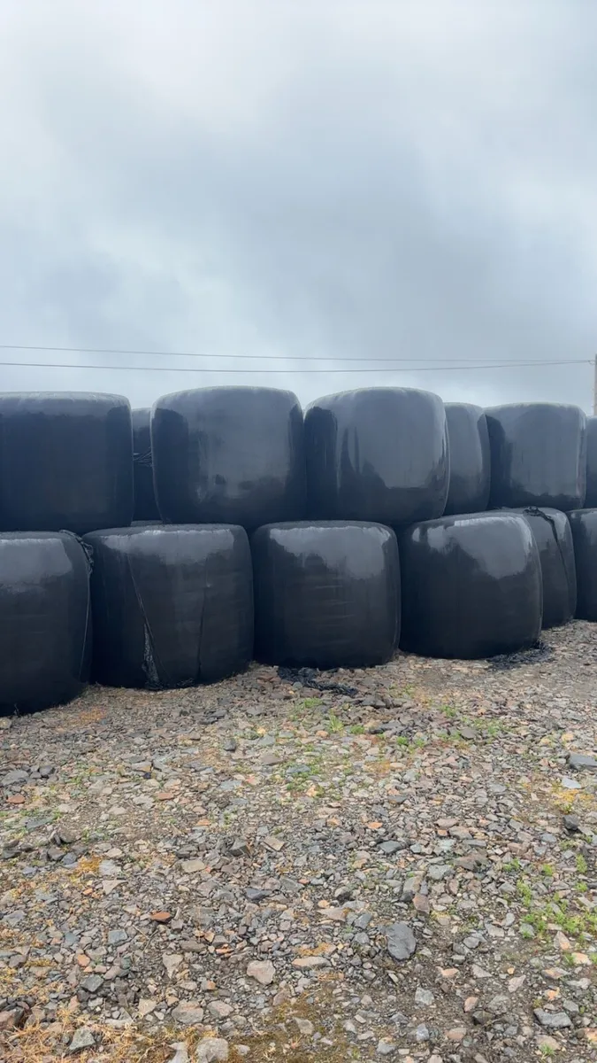 2025 Silage bales - Image 1