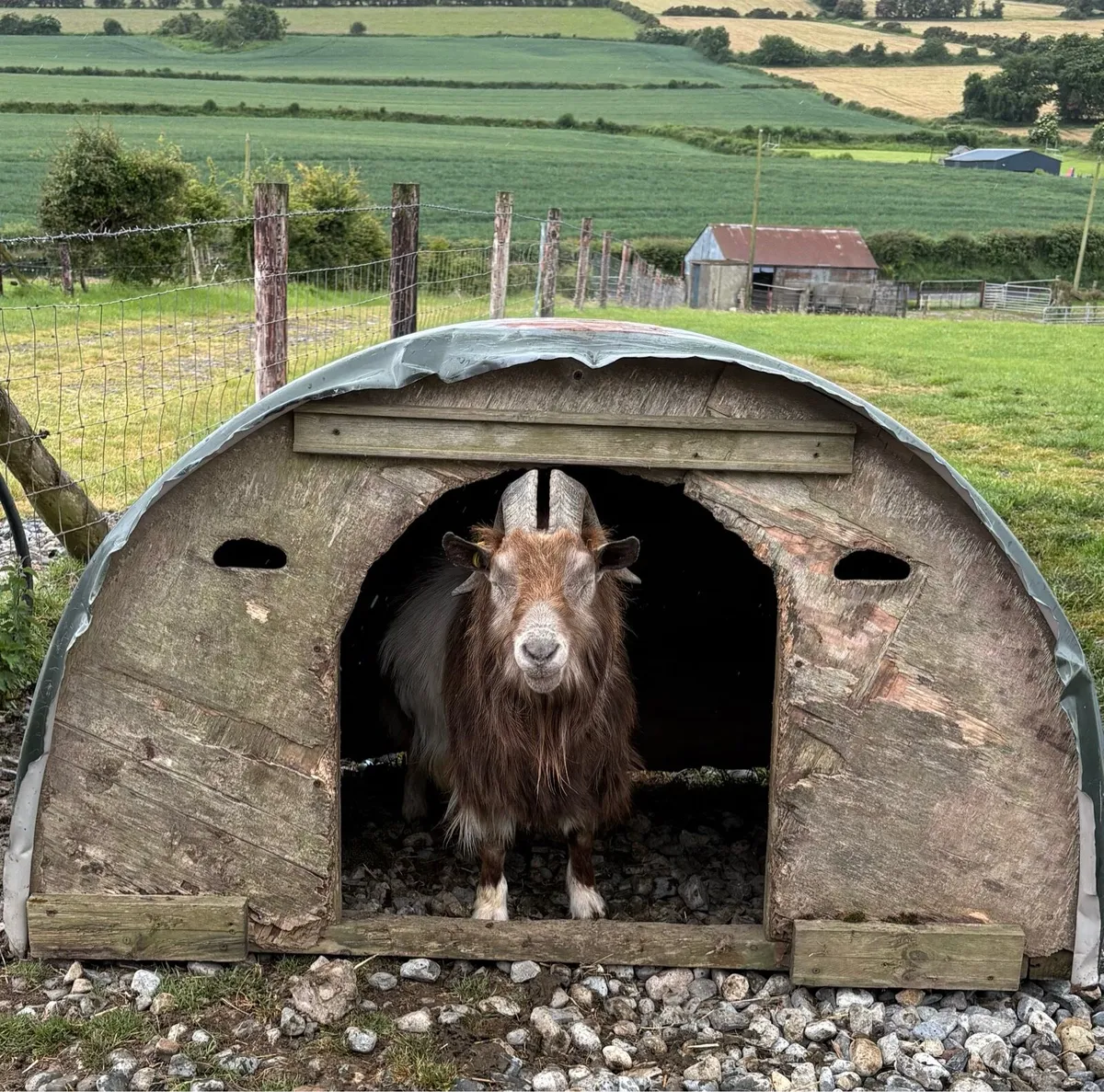 Friendly Pygmy Goats - Image 2