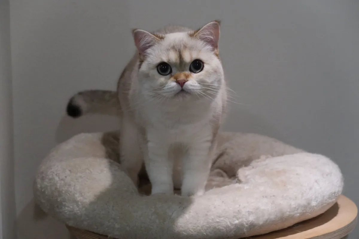 Champion bred  Male BSH GCCFI - Image 1