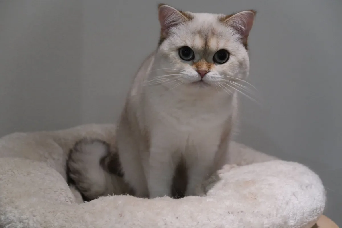 Champion bred  Male BSH GCCFI - Image 2