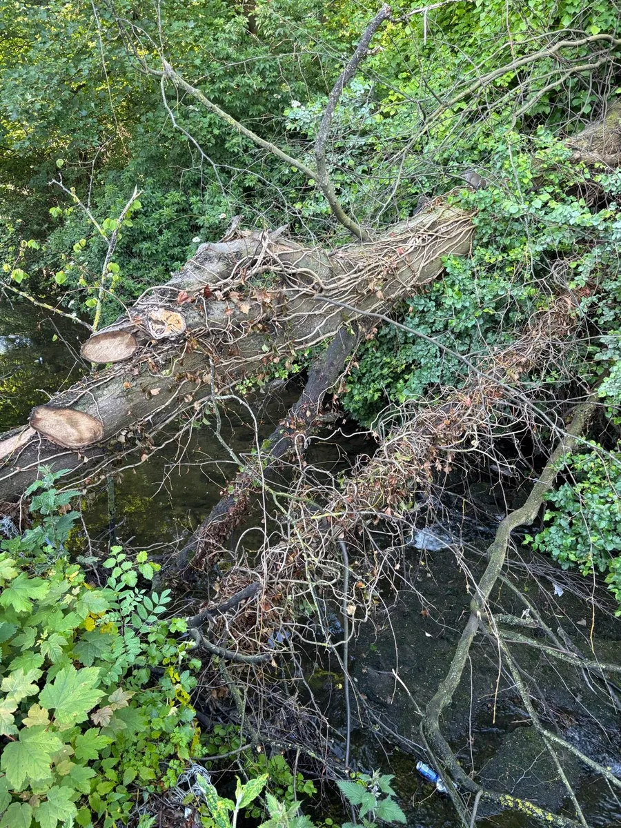 Firewood - Image 2