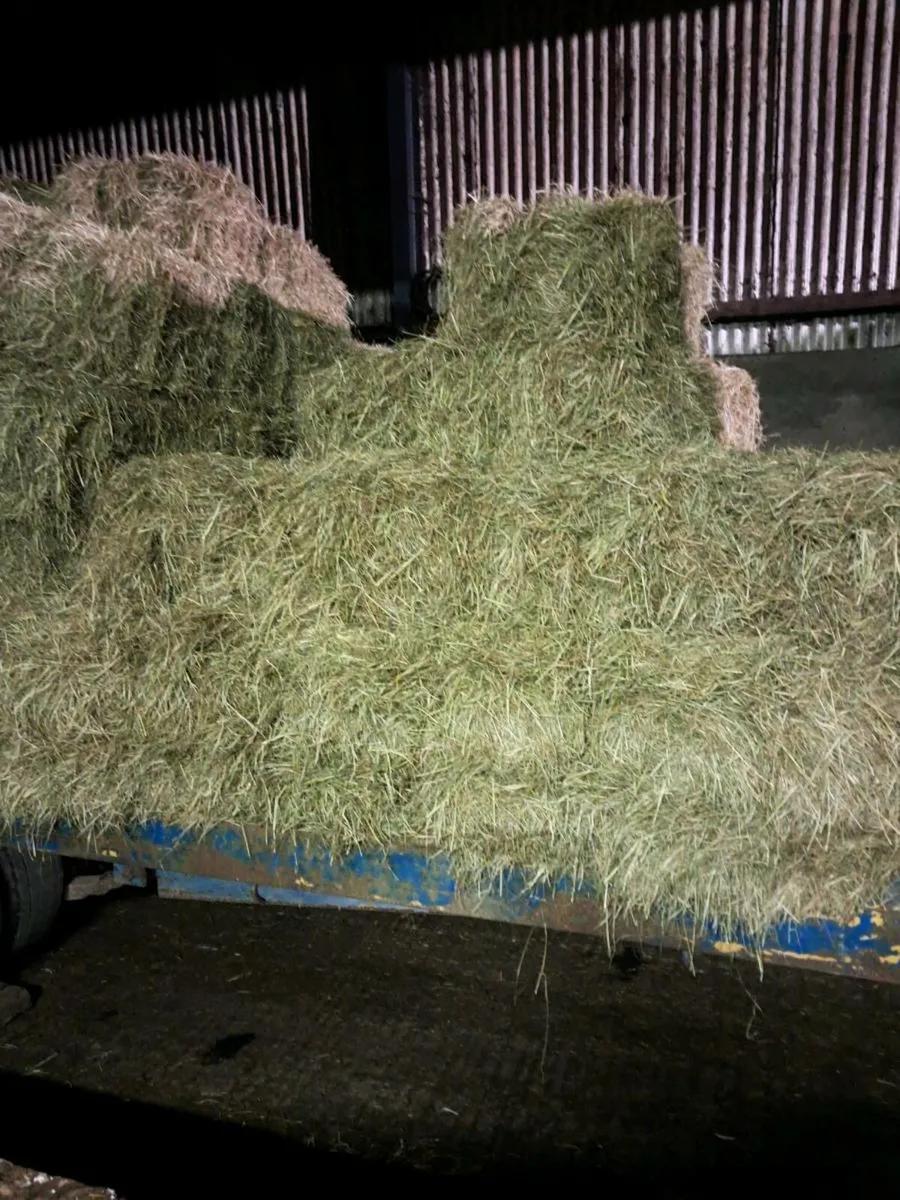 Quality Hay - Image 3