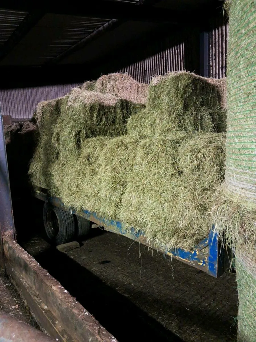 Quality Hay - Image 4