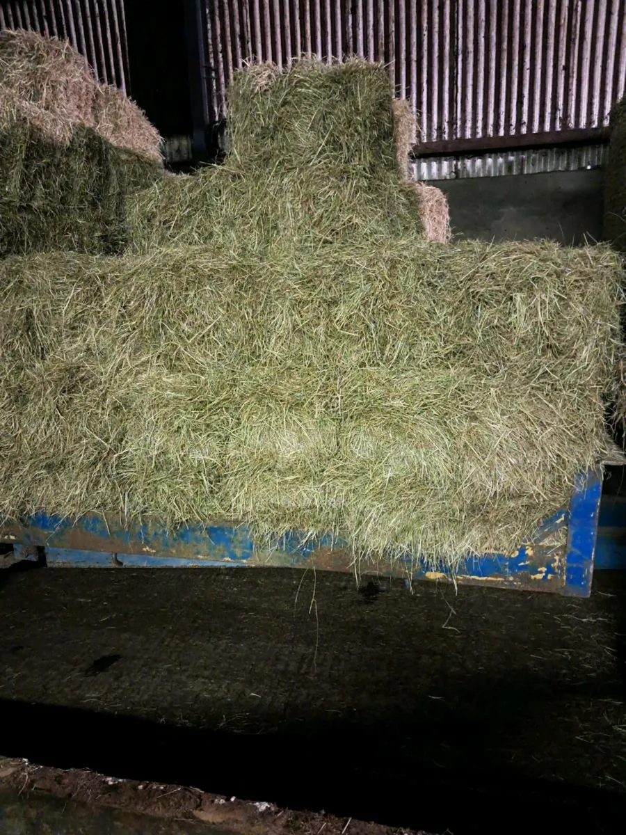 Quality Hay - Image 1