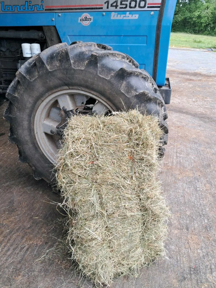 Quality Hay - Image 2