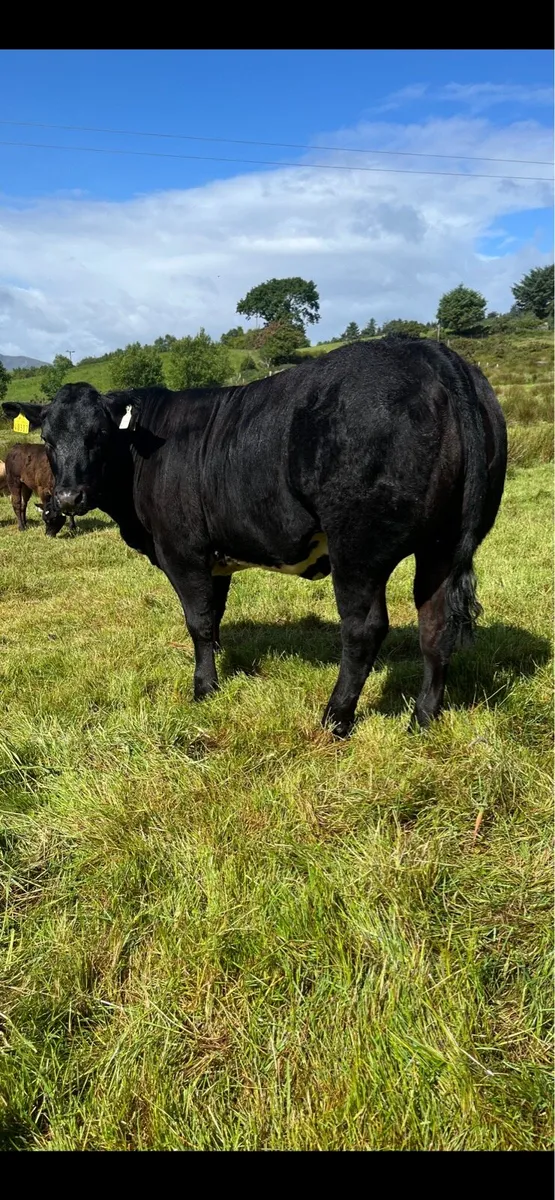 Breeding Heifer - Image 1