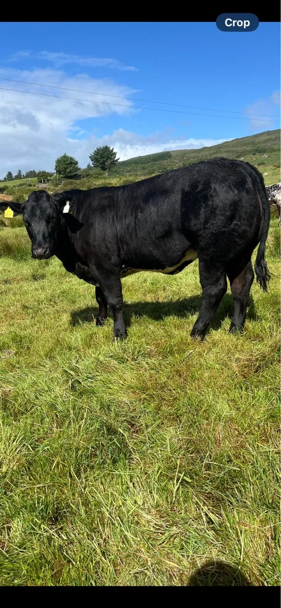 Breeding Heifer - Image 2