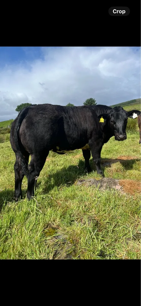 Breeding Heifer - Image 3