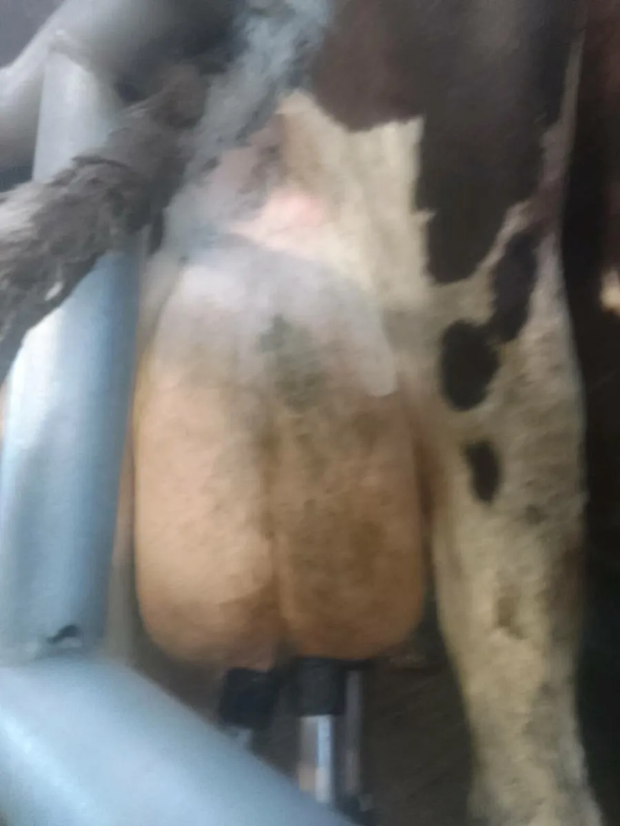 Cow - Image 1
