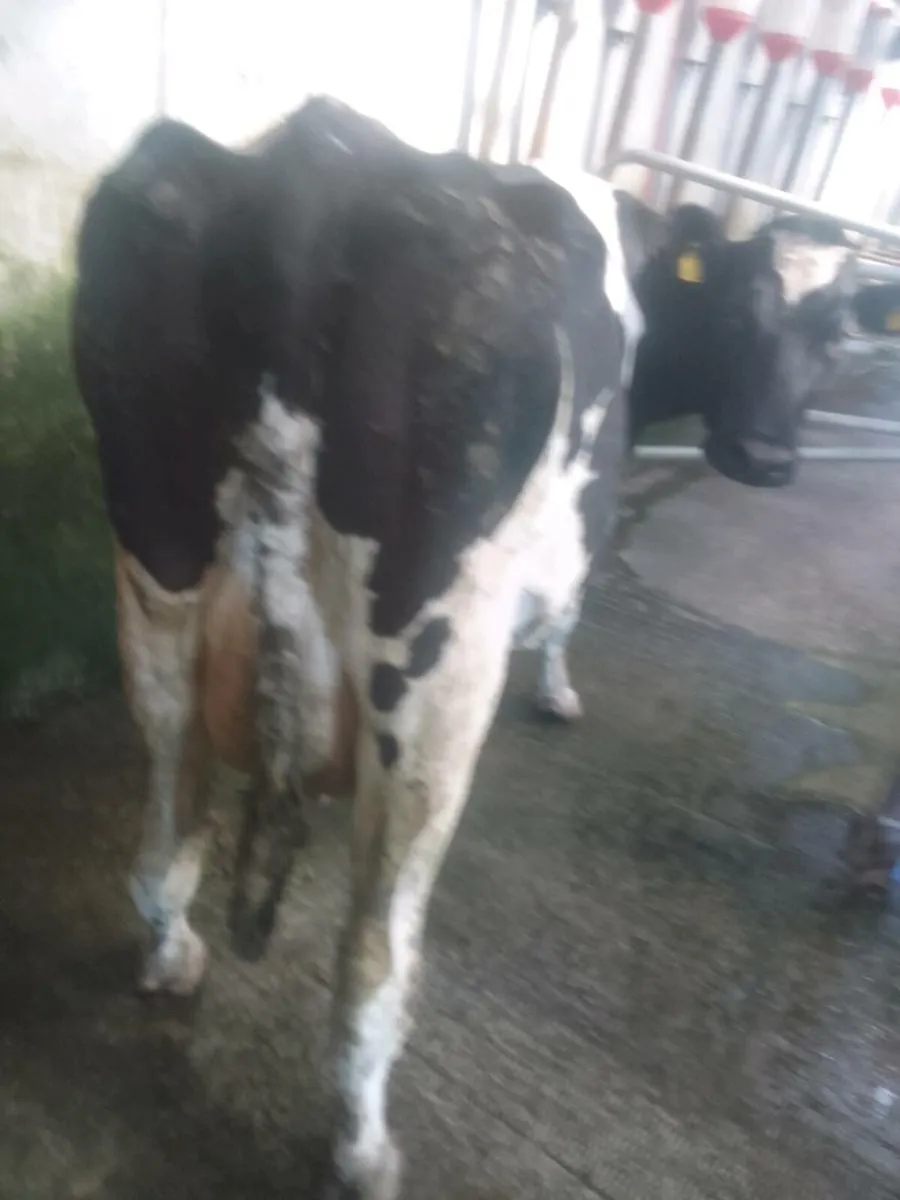 Cow - Image 2