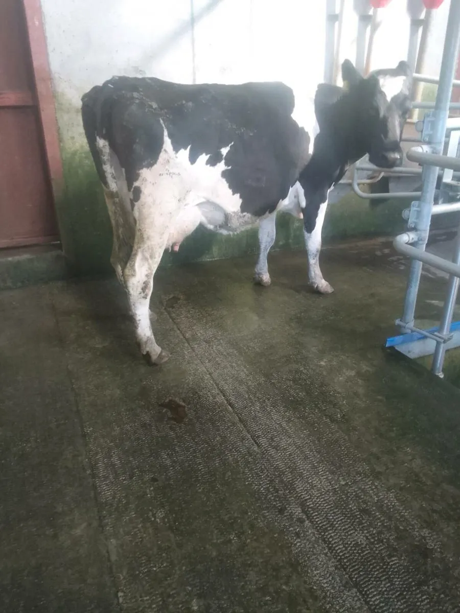 Cow - Image 3
