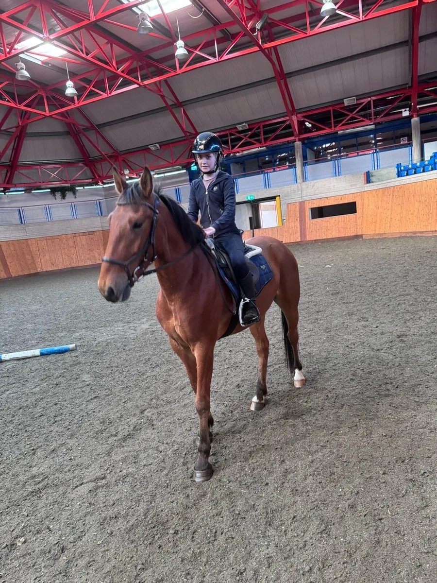 148 gelding - Image 1