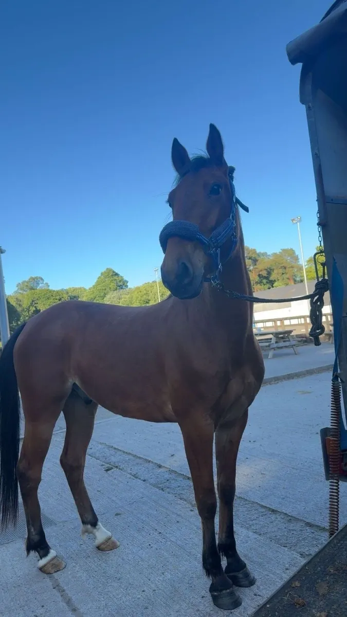 148 gelding - Image 2