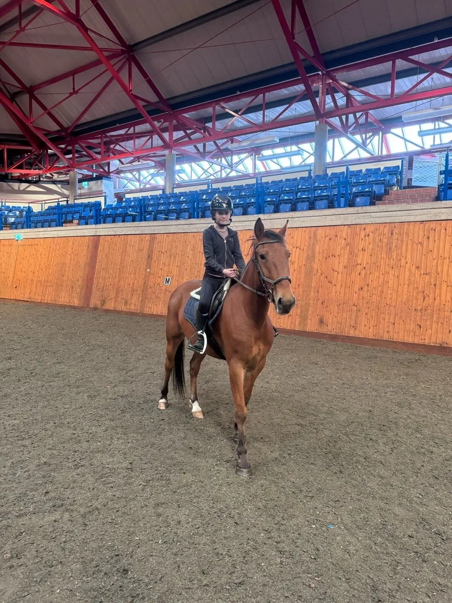 148 gelding - Image 3