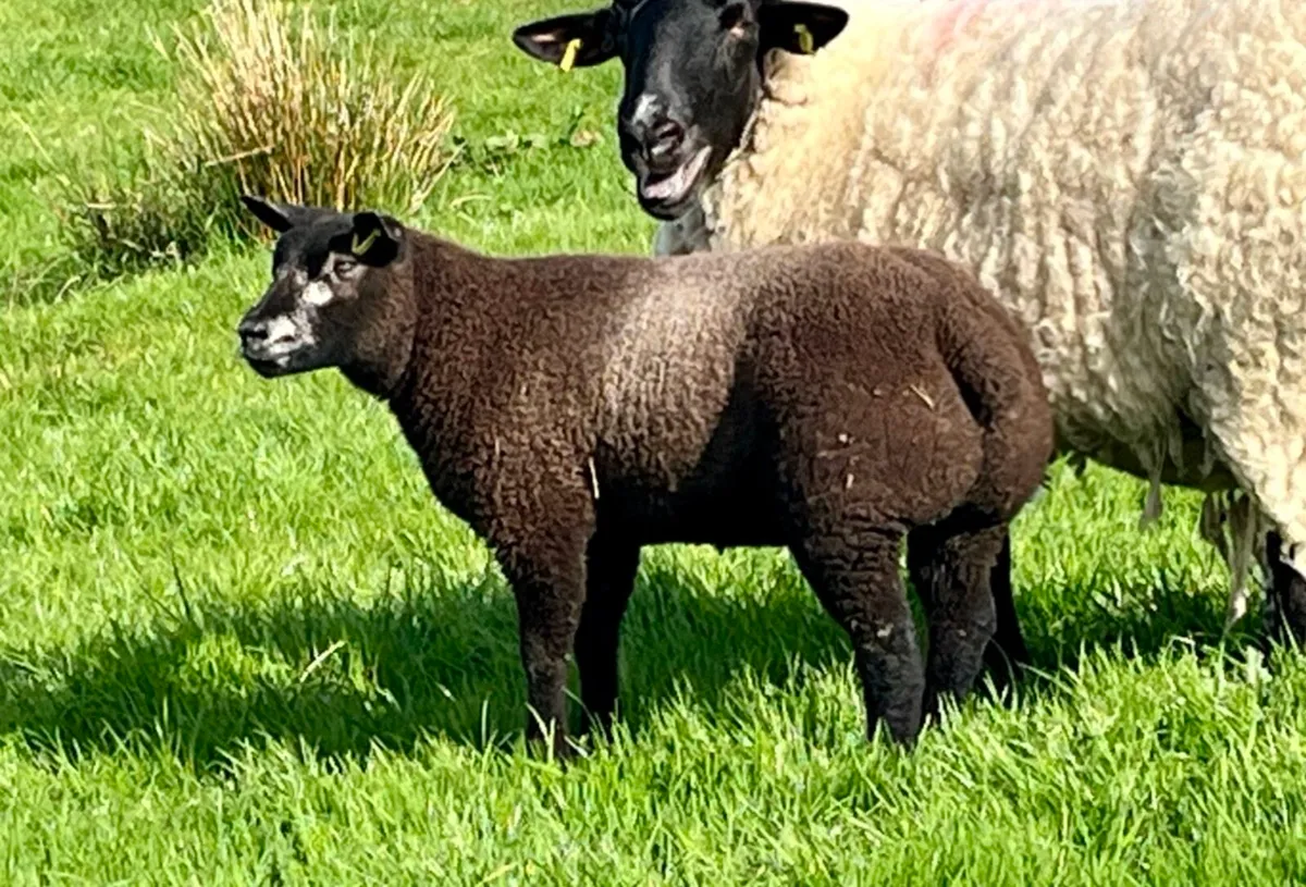 Pedigree registered Blue Texel ewe lambs