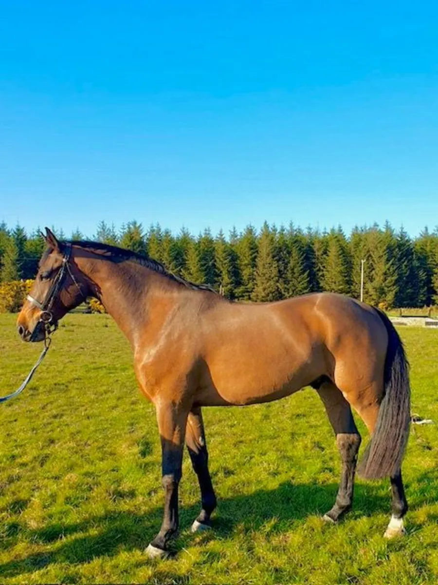 3yr old Gelding - Image 4
