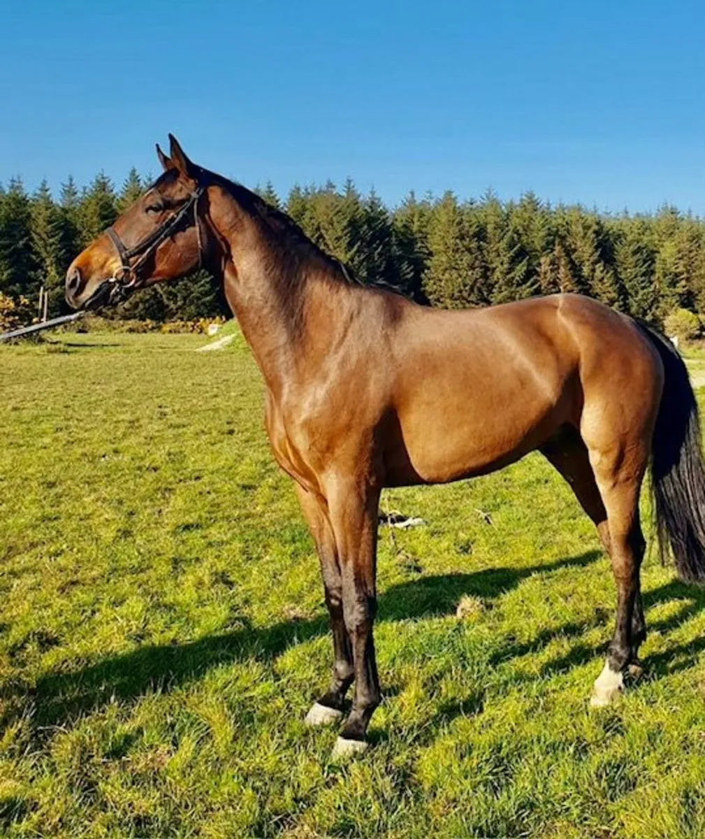3yr old Gelding - Image 1