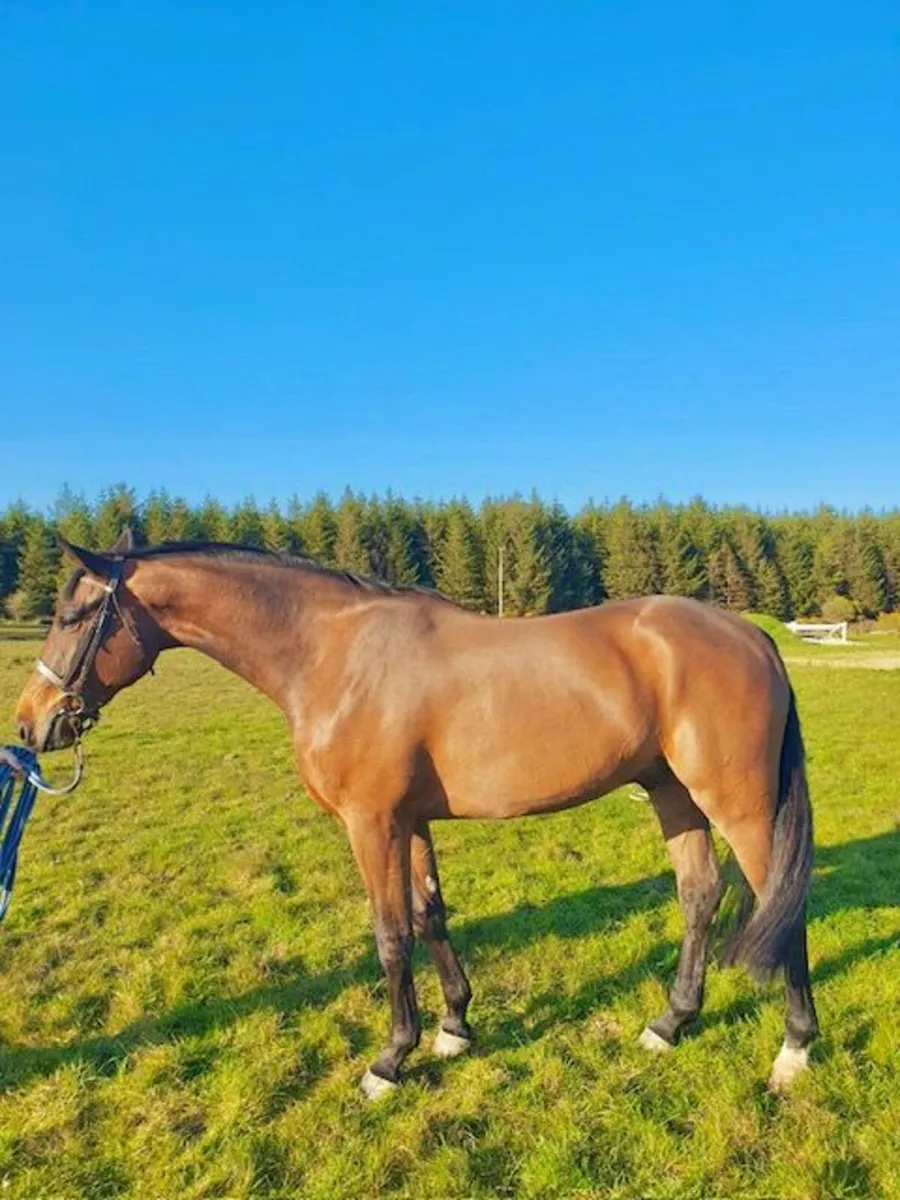 3yr old Gelding - Image 3