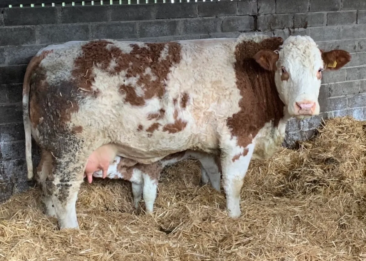 Simmental Bull For Sale - Image 3