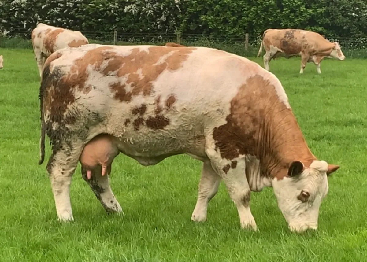 Simmental Bull For Sale - Image 4