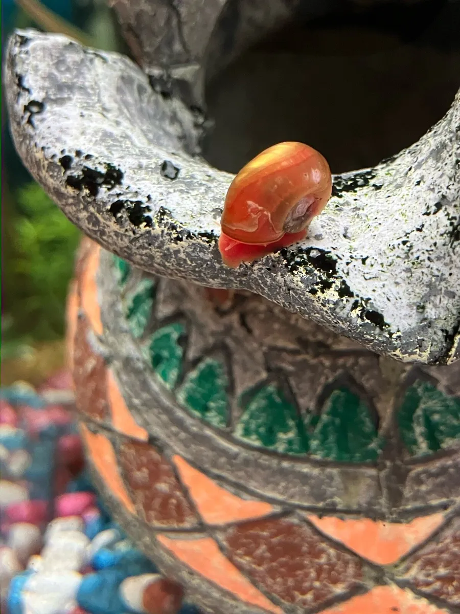 10 Golden Ramshorn tropical aquarium snails - Image 2