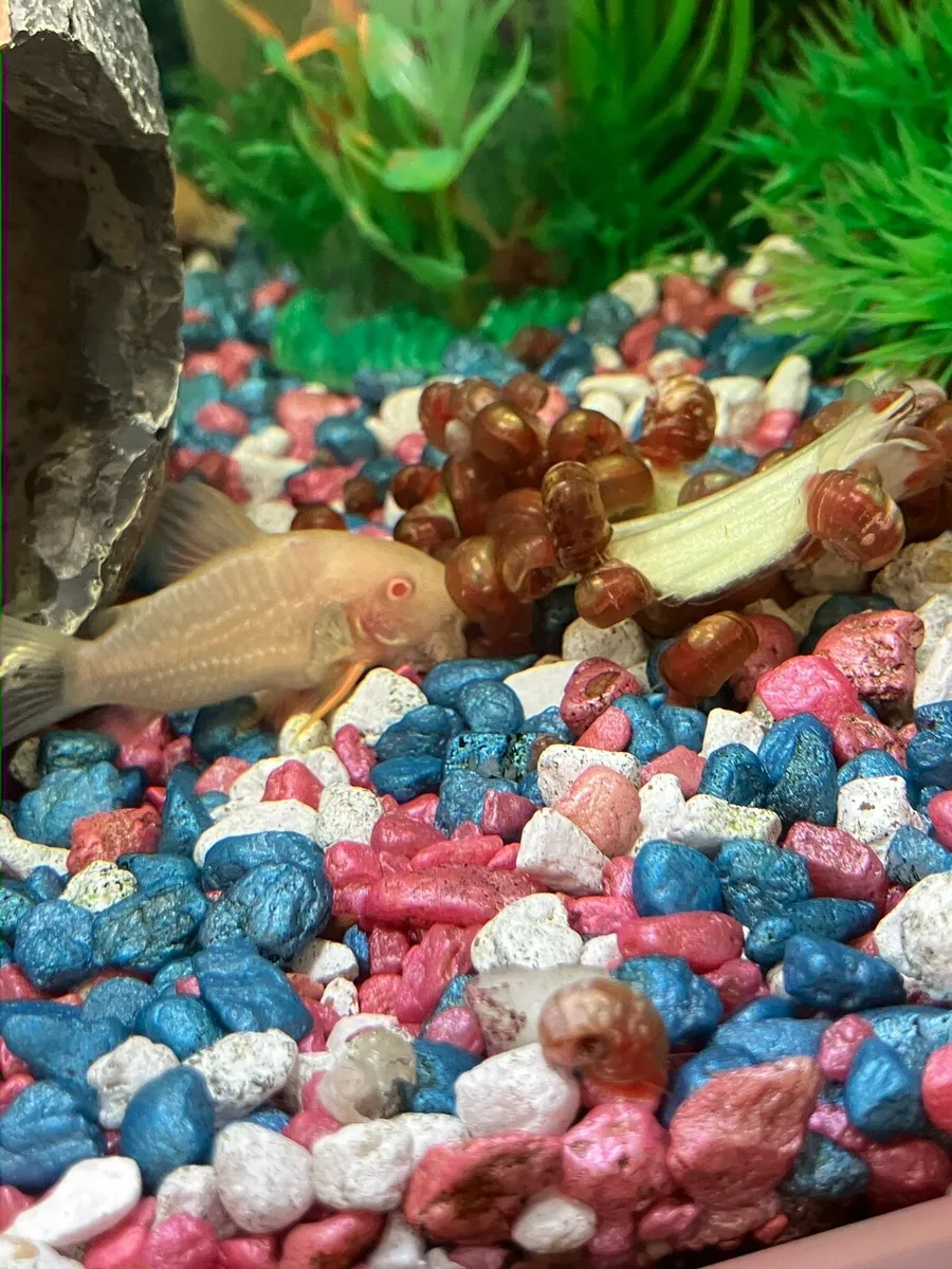 10 Golden Ramshorn tropical aquarium snails - Image 3