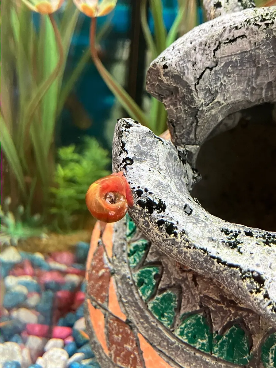 10 Golden Ramshorn tropical aquarium snails - Image 1