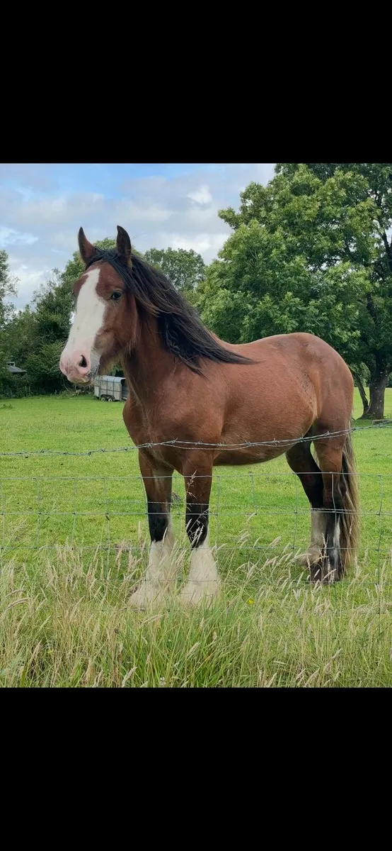 Horses - Image 1