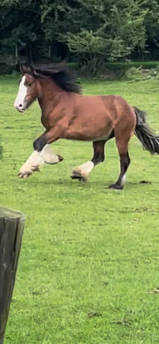 Horses - Image 3