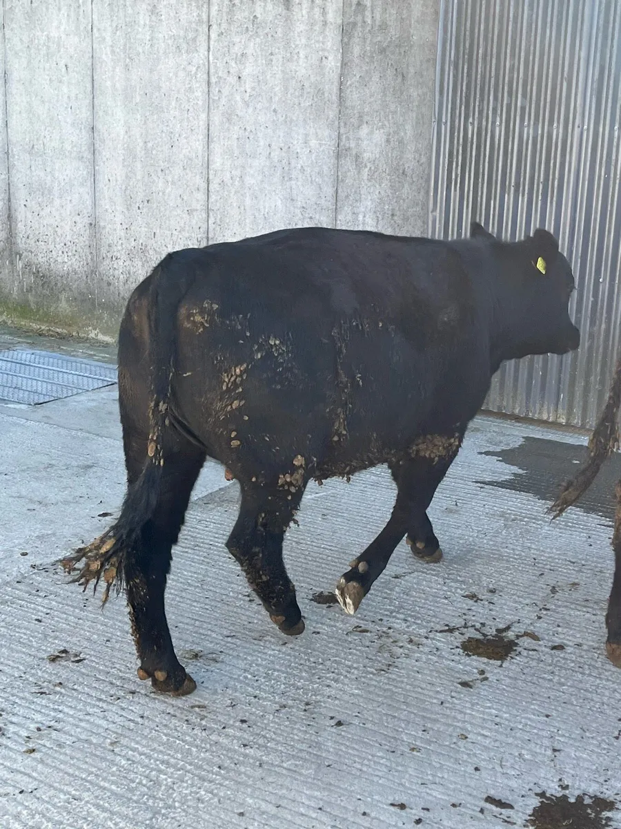PBR Angus Heifers - Image 4