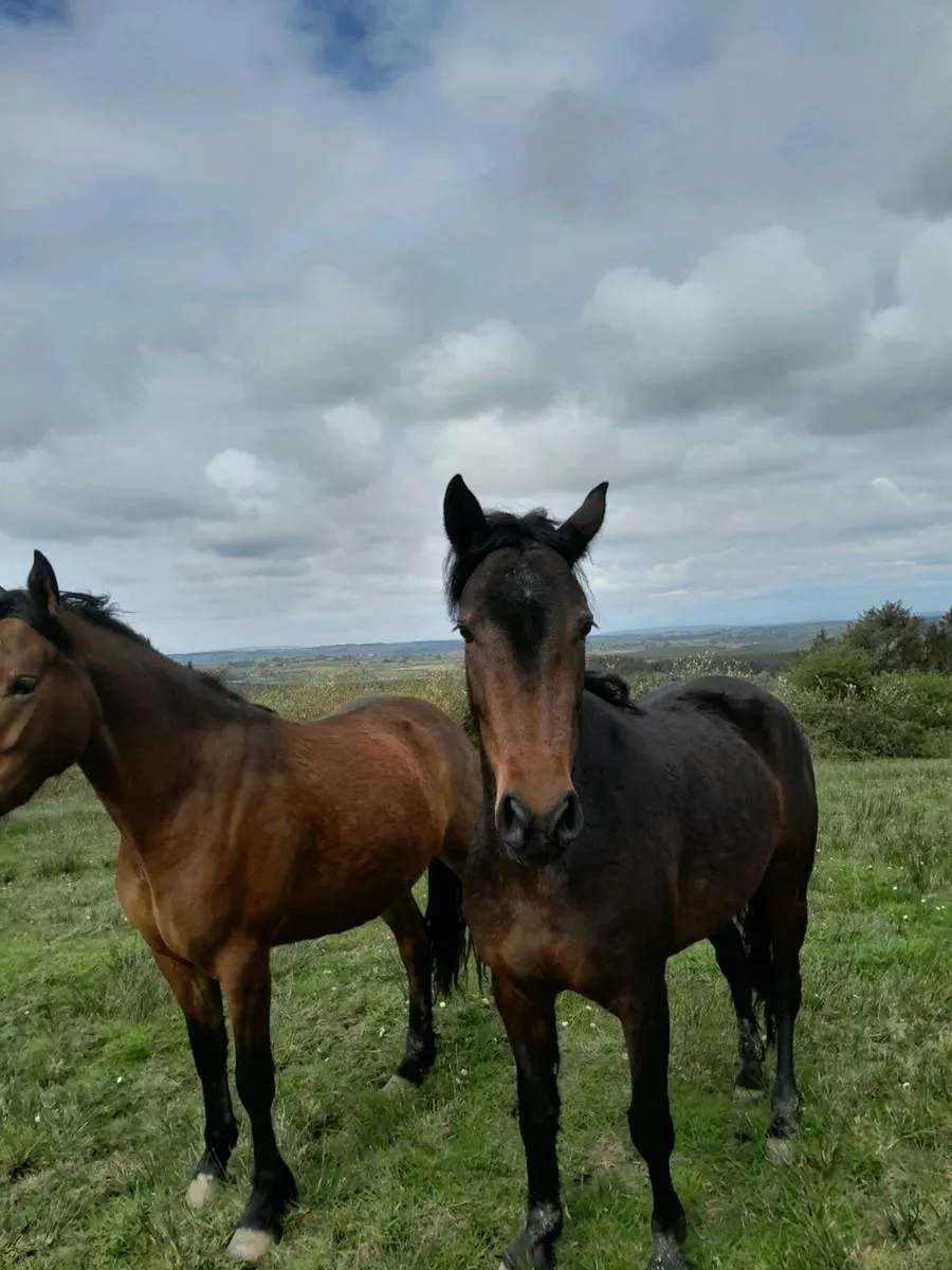 4yr old Conemara Pony - Image 1