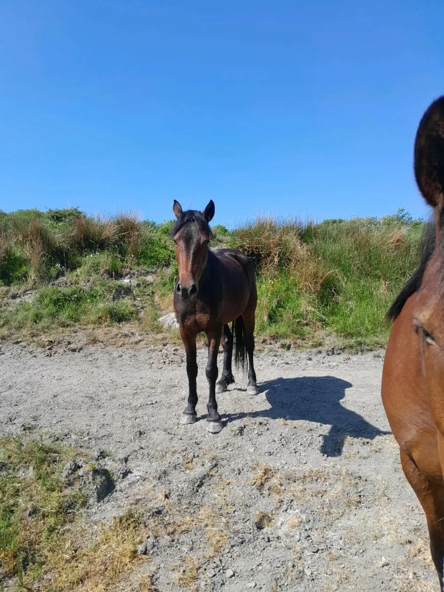 4yr old Conemara Pony - Image 2