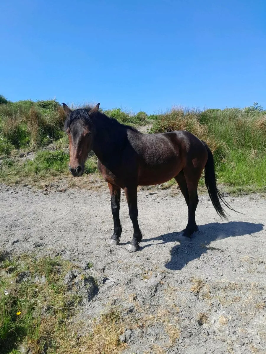 4yr old Conemara Pony - Image 3