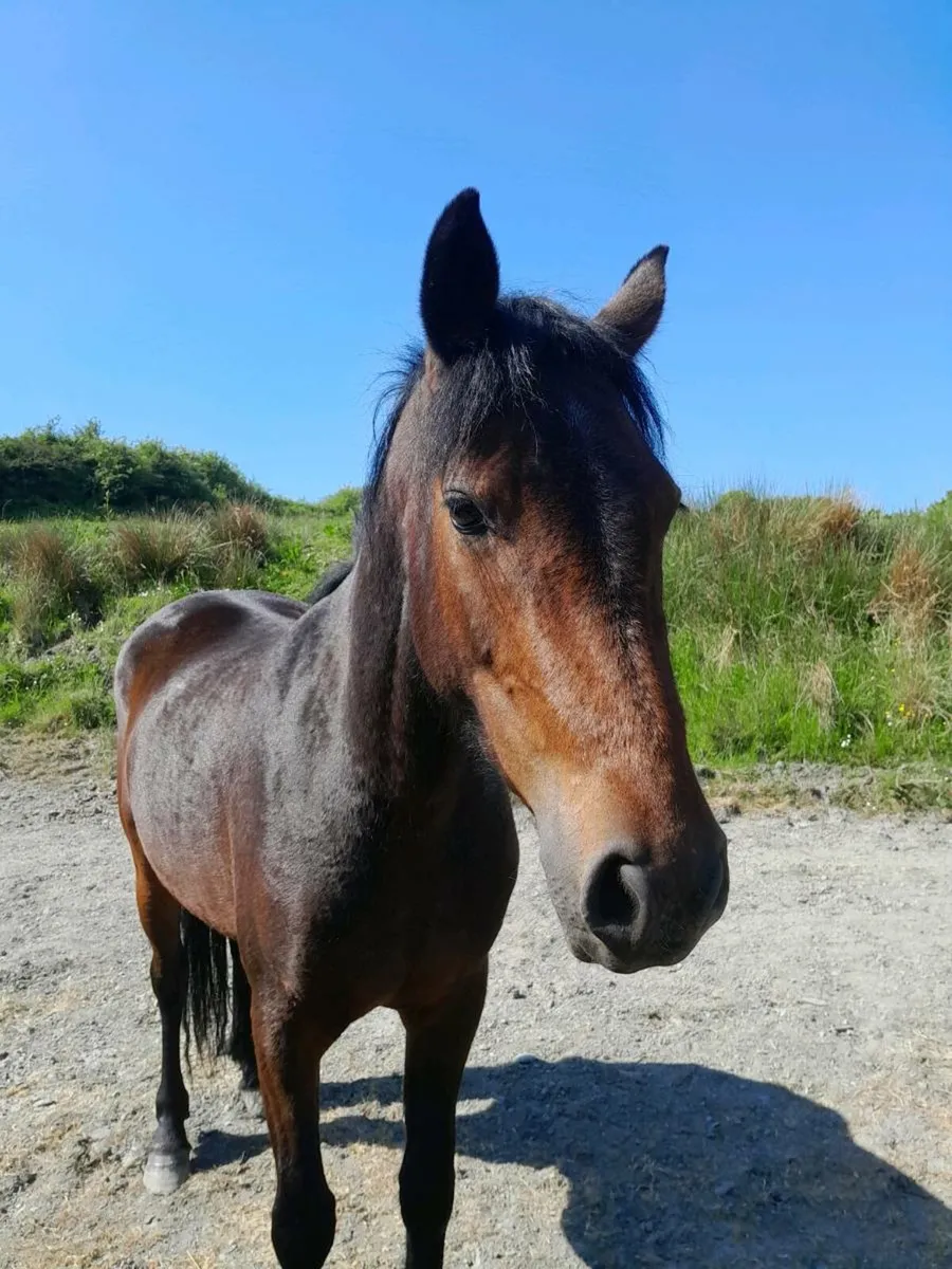 4yr old Conemara Pony - Image 4