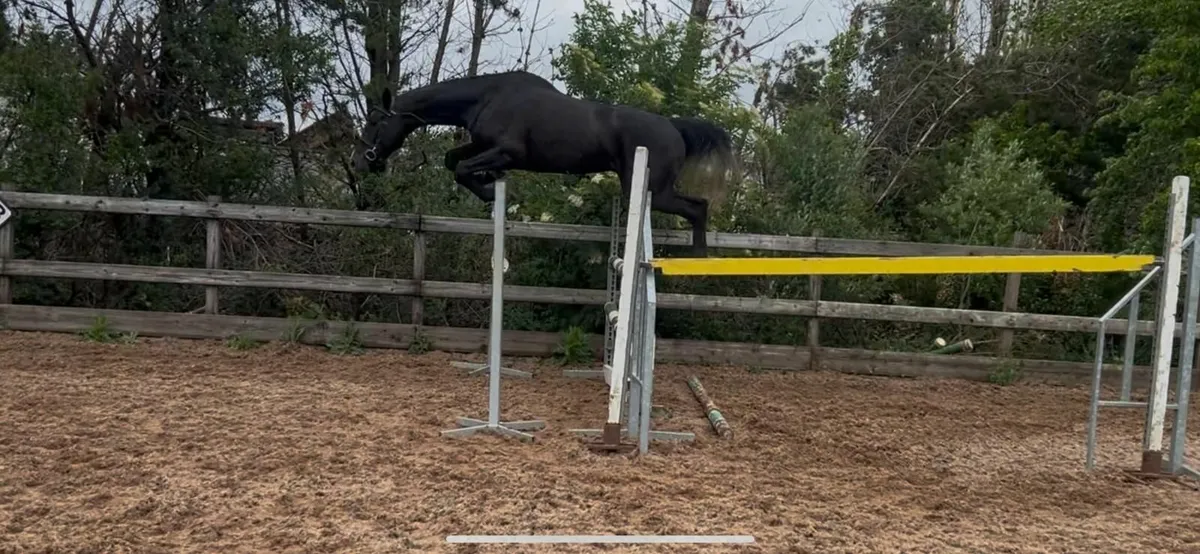 3 yo Sligo Candy Boy x Loughehoe Guy gelding - Image 1
