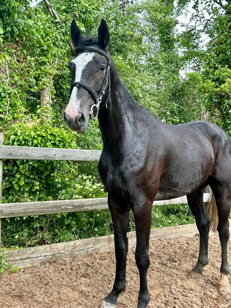 3 yo Sligo Candy Boy x Loughehoe Guy gelding - Image 4