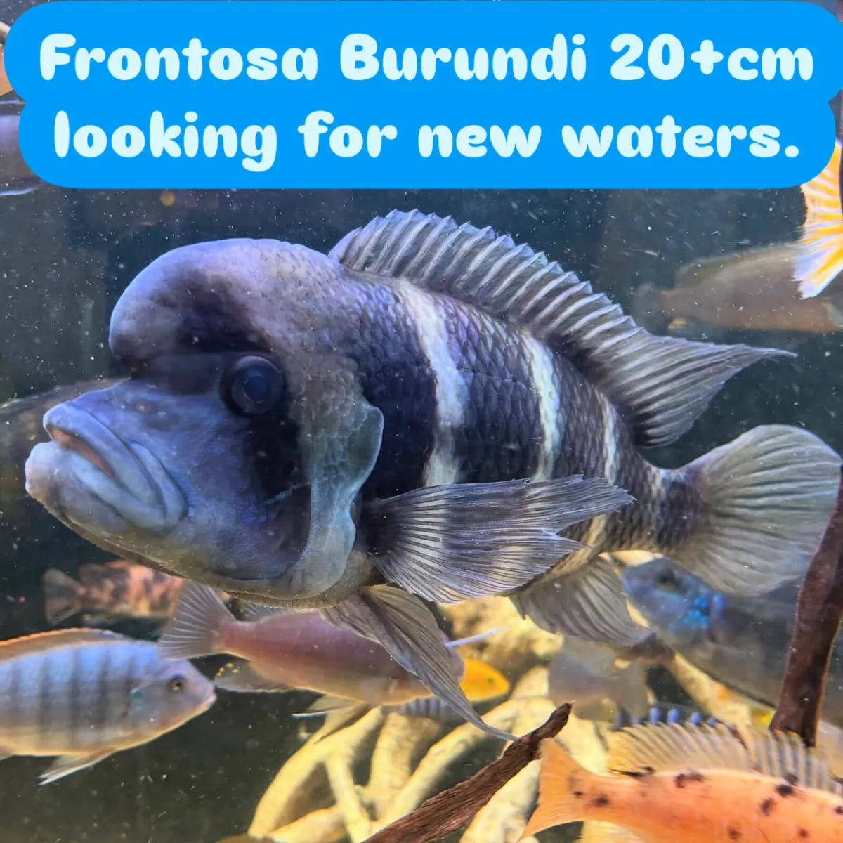 Cichlids - Image 3