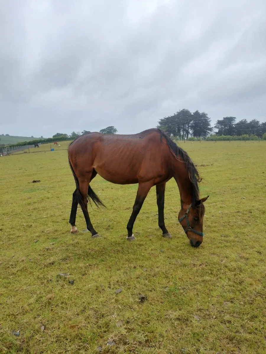 Blacktype winning TB Mare from great family - Image 1