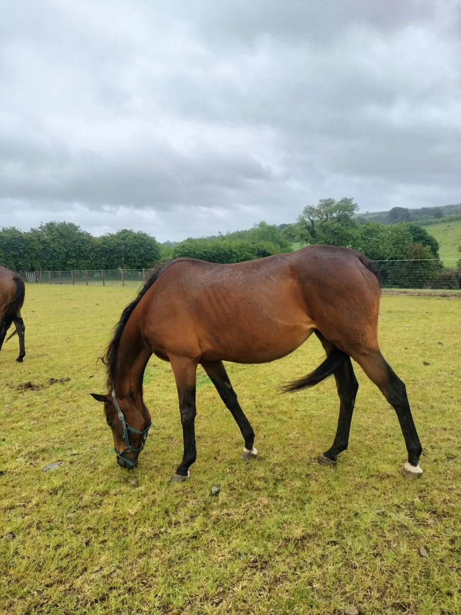 Blacktype winning TB Mare from great family - Image 3
