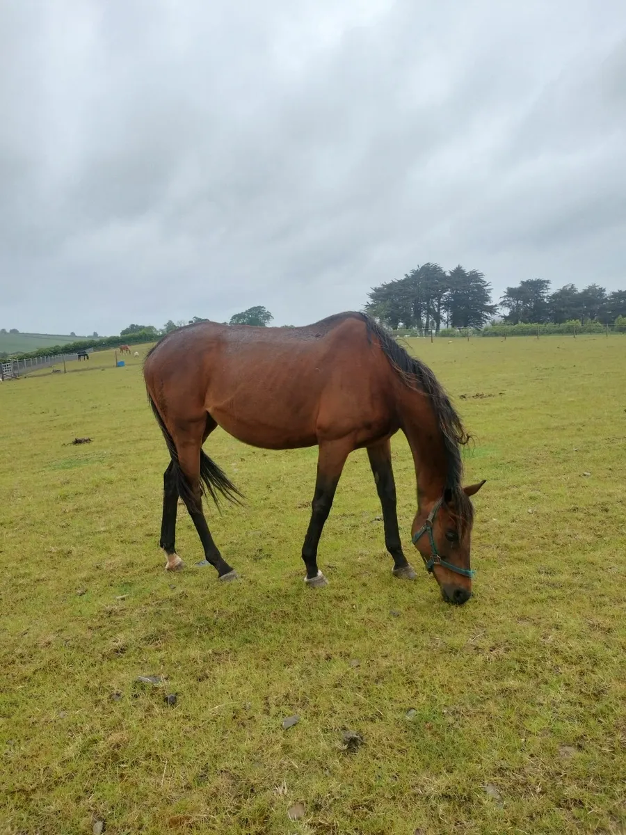 Blacktype winning TB Mare from great family - Image 4