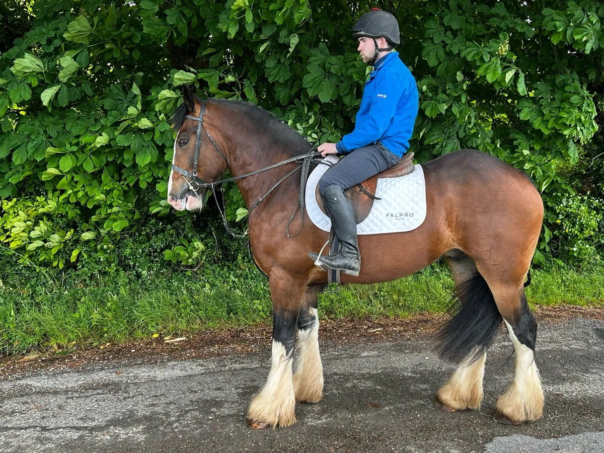 16hh 3 year old gelding - Image 1