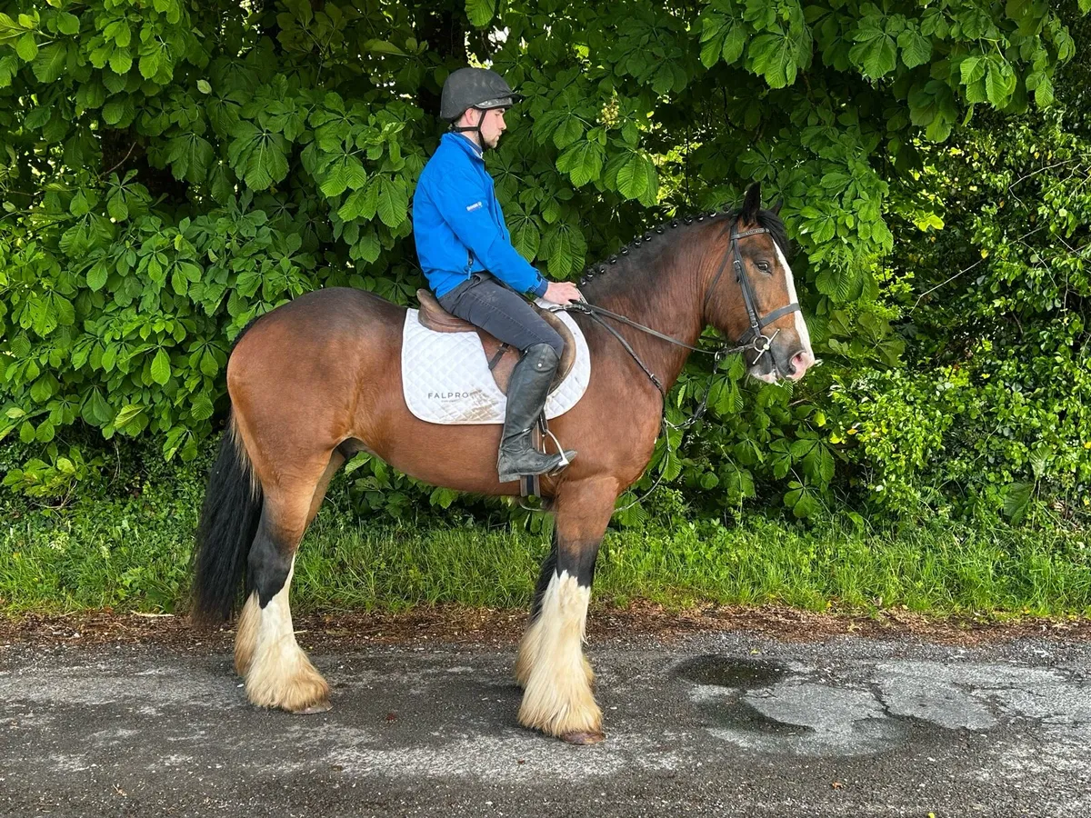 16hh 3 year old gelding - Image 2