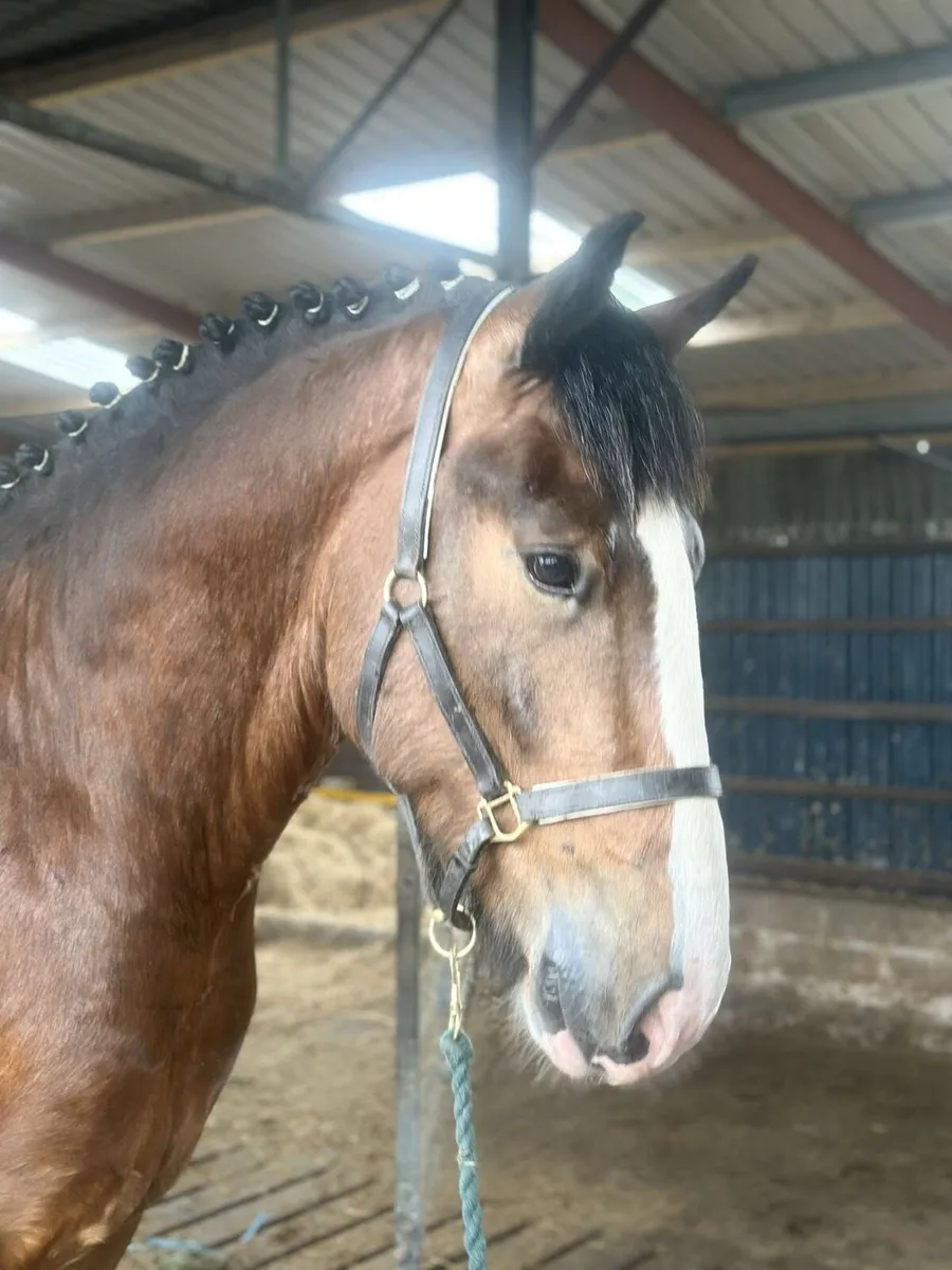 16hh 3 year old gelding - Image 3