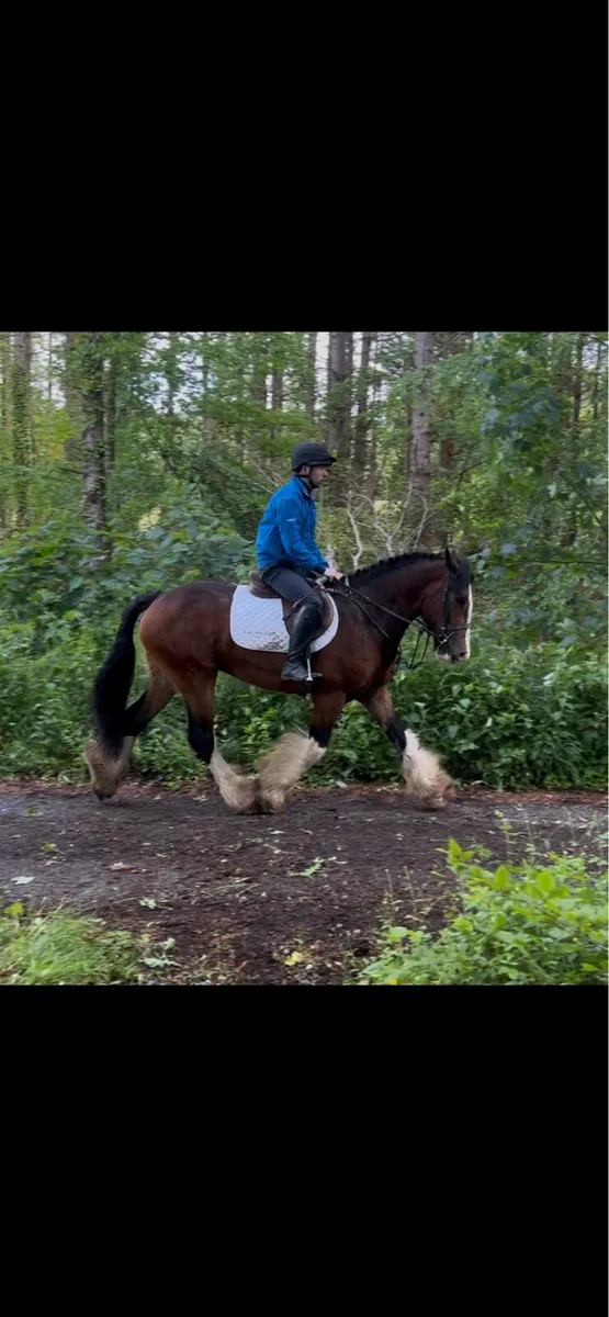 16hh 3 year old gelding - Image 4