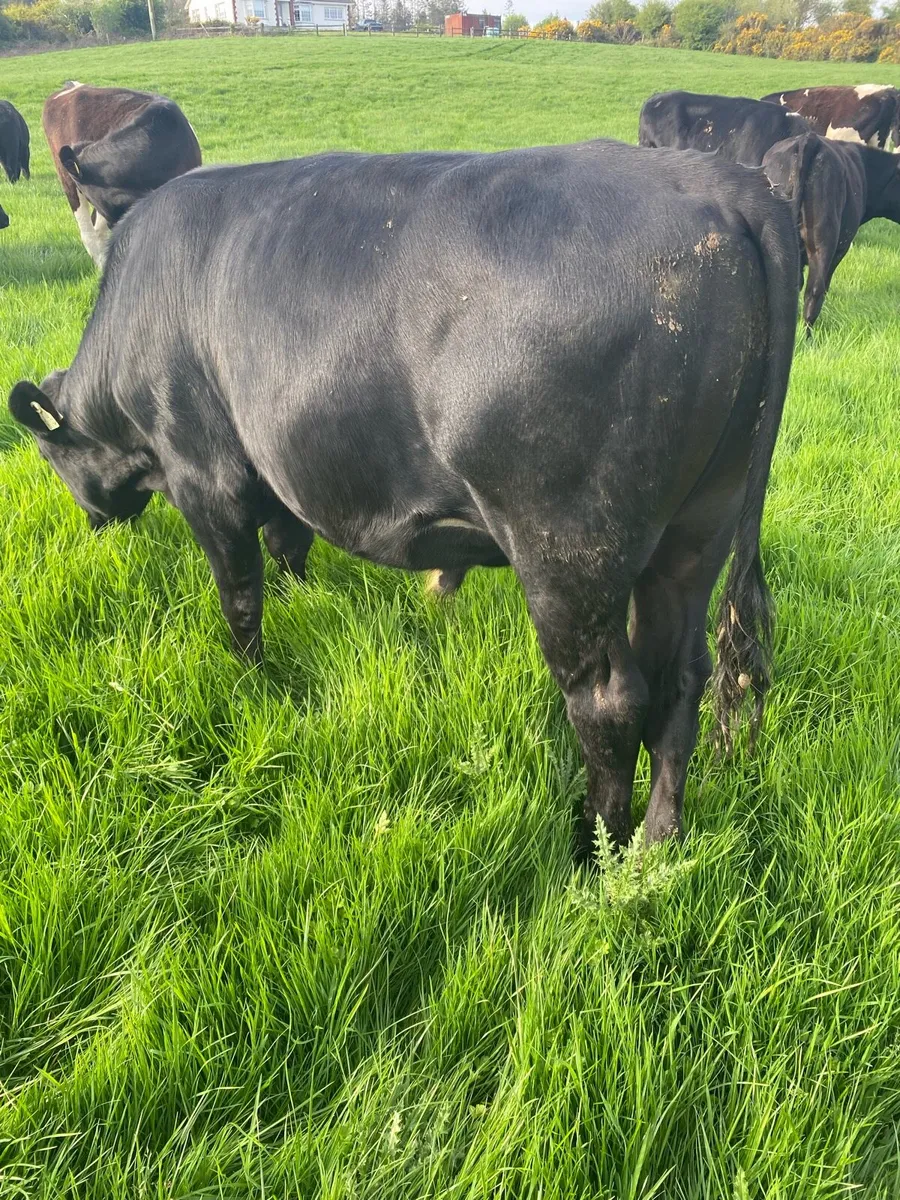 15 Angus & limousine bullocks - Image 1