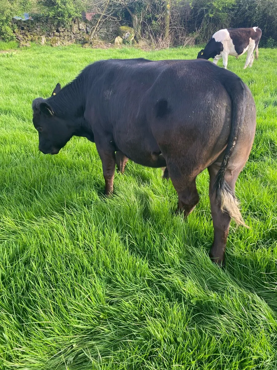 15 Angus & limousine bullocks - Image 2