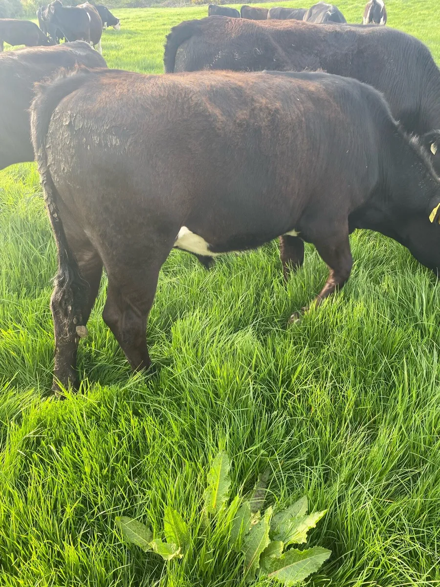15 Angus & limousine bullocks - Image 3