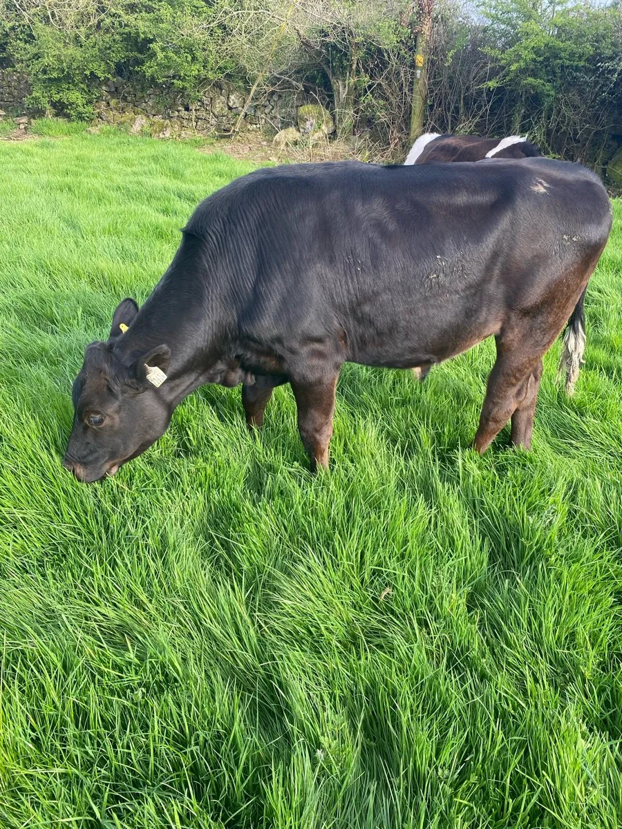 15 Angus & limousine bullocks - Image 4