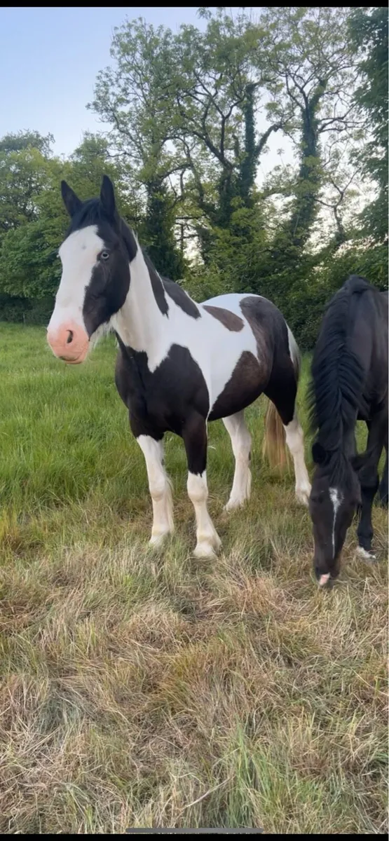 15.3 4 year old gelding - Image 1