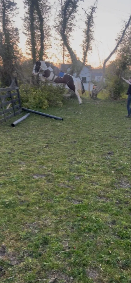 15.3 4 year old gelding - Image 3